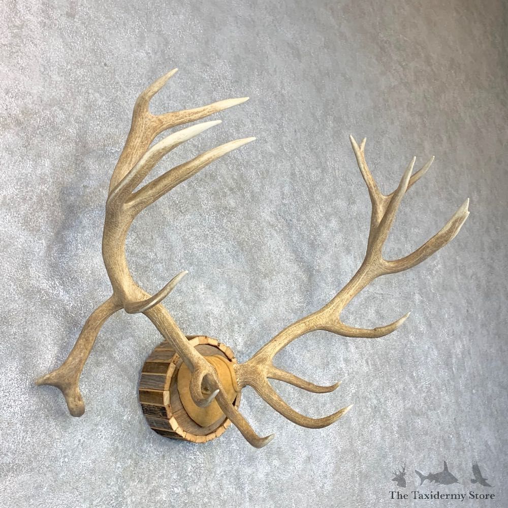 Red Deer Stag Plaque Mount For Sale #23710 @ The Taxidermy Store