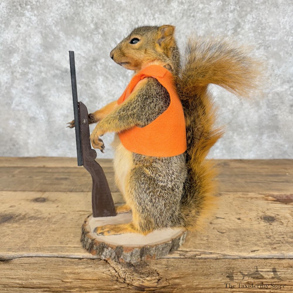 Hunting Fox Squirrel Novelty Mount For Sale #29268 @ The Taxidermy Store