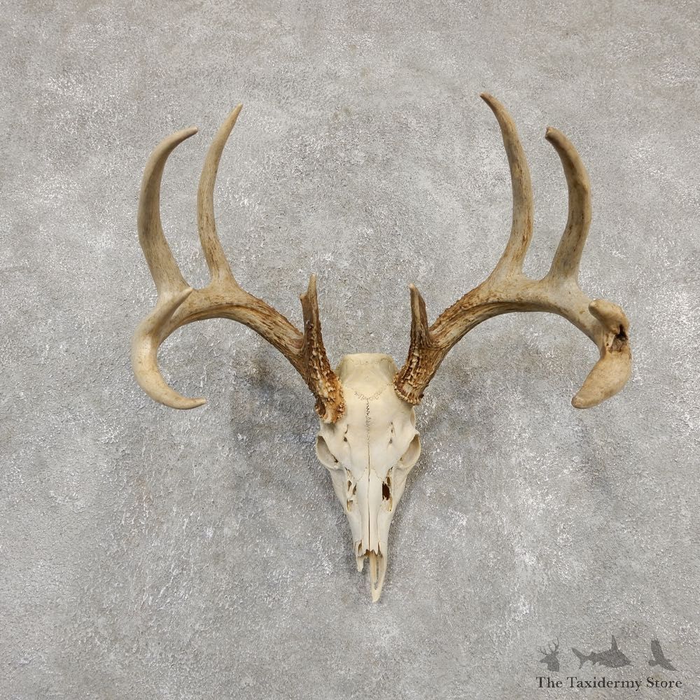 Whitetail Deer Skull European Mount For Sale #20181 @ The Taxidermy Store