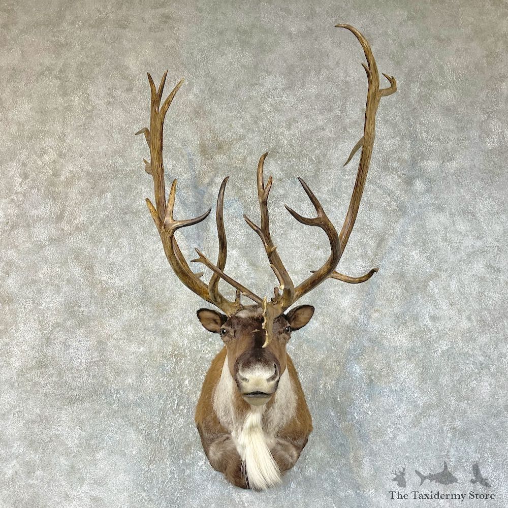 Alaskan Barren Ground Caribou Shoulder Mount For Sale #25488 - The Taxidermy Store