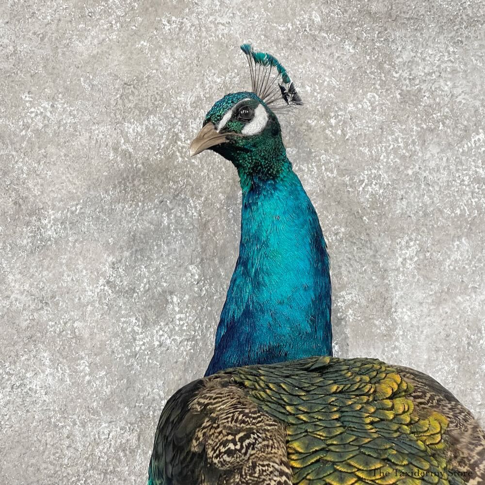 Blue Indian Peacock Bird Mount For Sale #28754 @ The Taxidermy Store