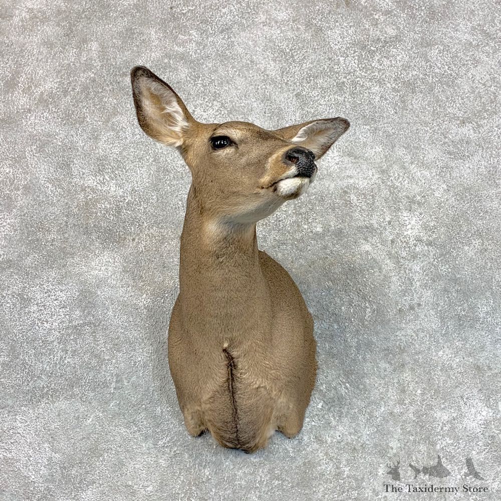 Whitetail Deer Doe Shoulder Mount For Sale #22803 @ The Taxidermy Store