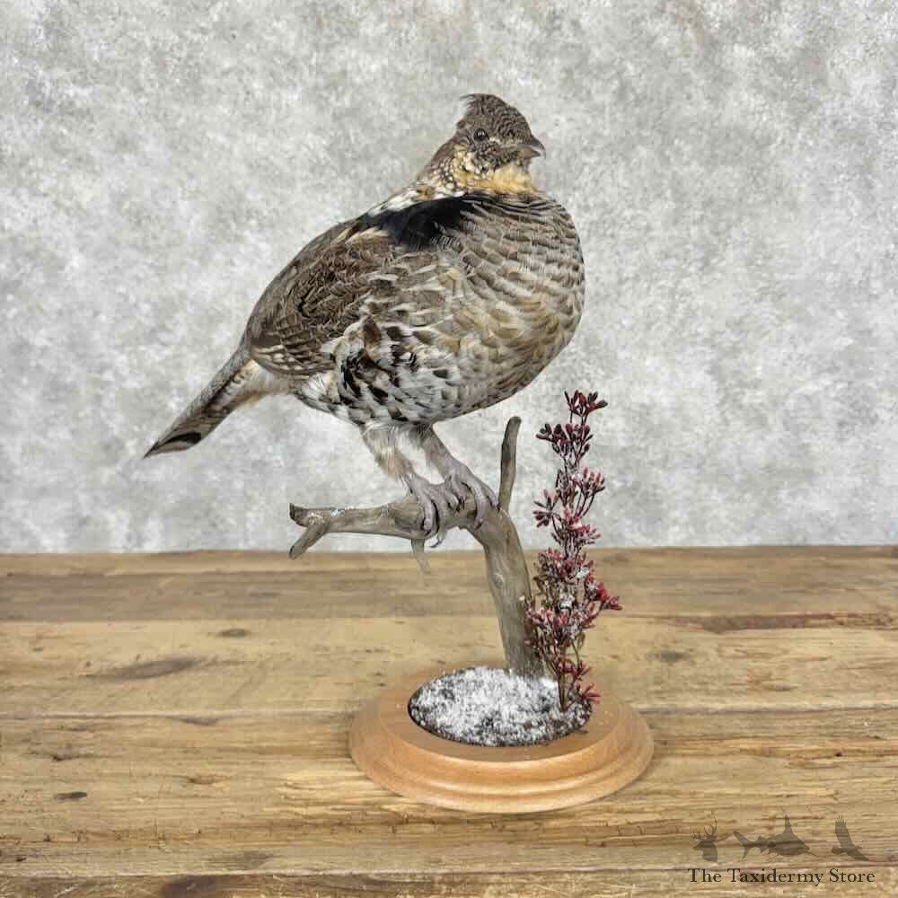 Ruffed Grouse Bird Mount For Sale #32027 @ The Taxidermy Store