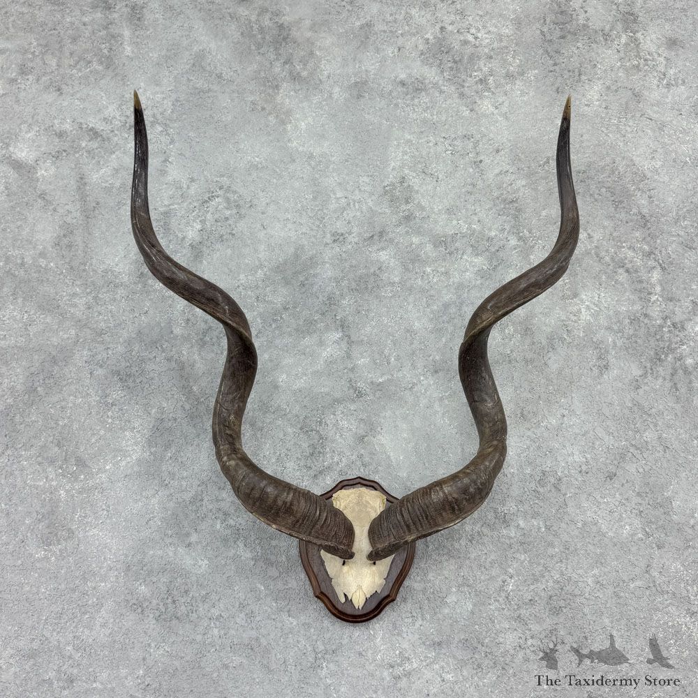 Greater Kudu Horn Plaque For Sale #32403 @ The Taxidermy Store