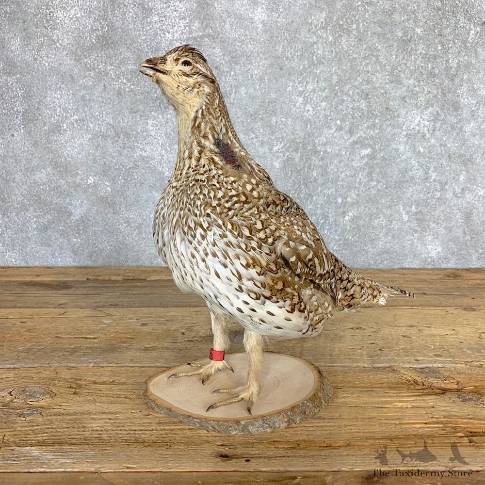 Sharp-tailed Grouse Bird Mount For Sale #21774 @ The Taxidermy Store