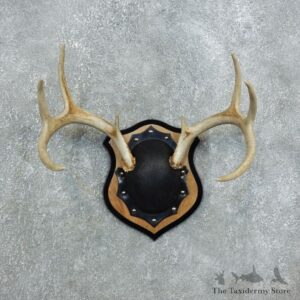 Whitetail Deer Antler Plaque Mount For Sale #18385 @ The Taxidermy Store