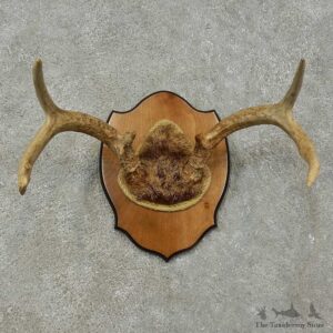 Whitetail Deer Antler Plaque For Sale #16271 @ The Taxidermy Store