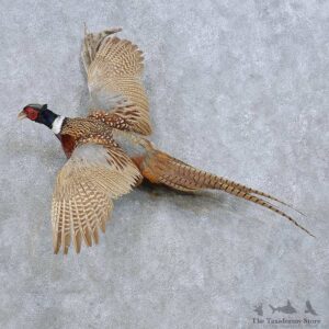 Flying Ringneck Pheasant Mount For Sale #14813 @ The Taxidermy Store