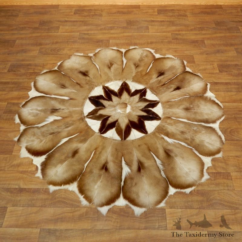 Springbok Rug Mount For Sale #17871 @ The Taxidermy Store