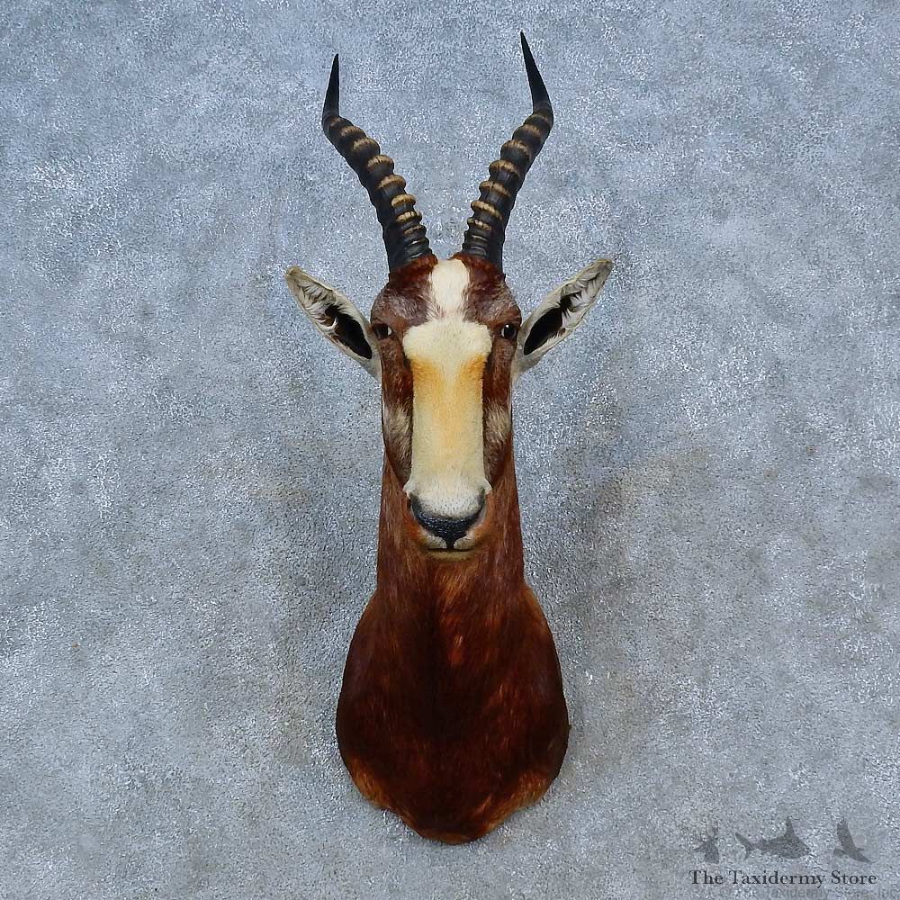 African Blesbok Shoulder Mount For Sale #15282 @ The Taxidermy Store