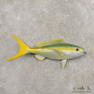 Yellowtail Snapper Replica Fish Mount For Sale #20348 @ The Taxidermy Store