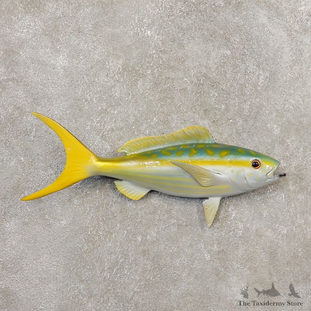 Yellowtail Snapper Replica Fish Mount For Sale #20348 @ The Taxidermy Store