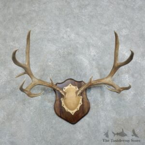 Mule Deer Taxidermy Antler Plaque #18371 For Sale @ The Taxidermy Store