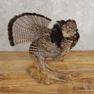 Ruffed Grouse Bird Mount For Sale #21005 @ The Taxidermy Store