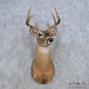Whitetail Deer Shoulder Mount For Sale #14314 @ The Taxidermy Store
