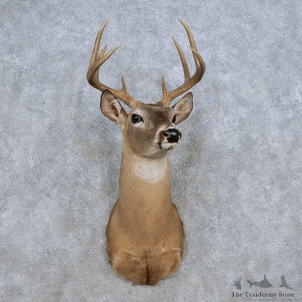 Whitetail Deer Shoulder Mount For Sale #14314 @ The Taxidermy Store
