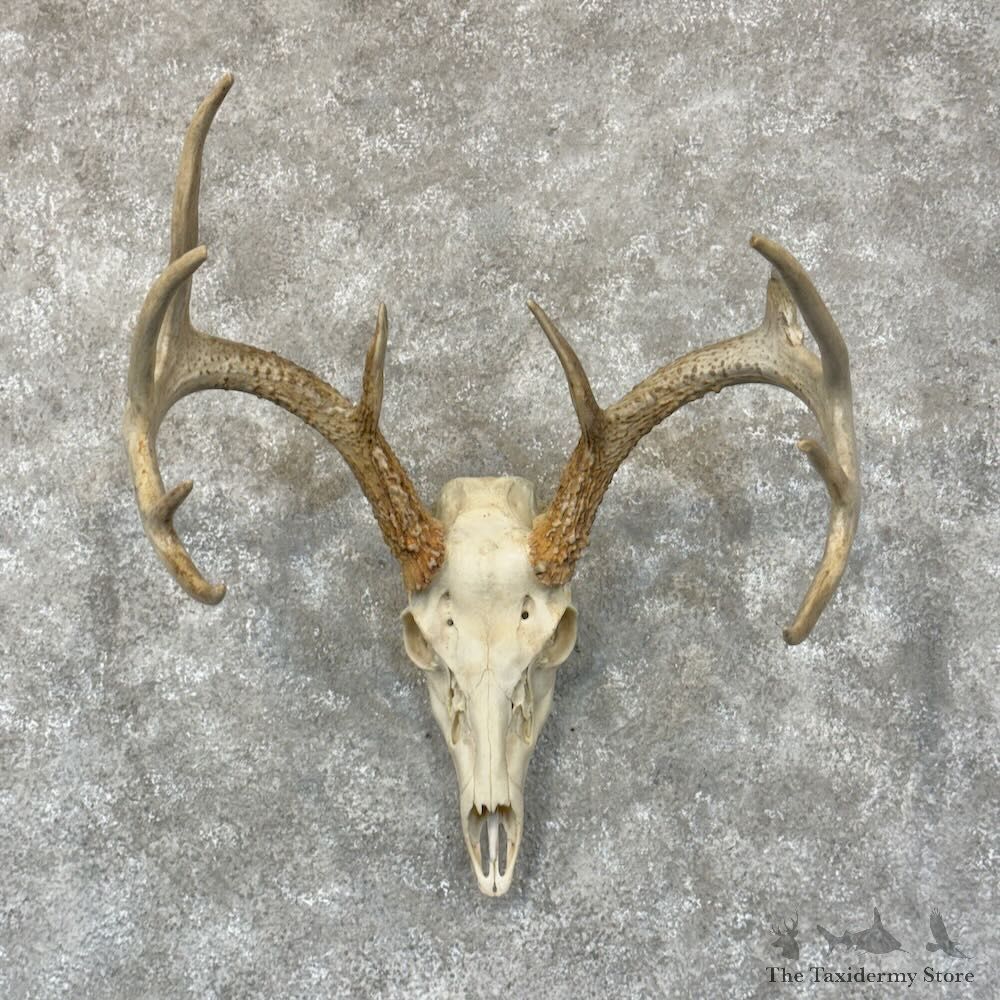 Whitetail Deer Skull European Mount For Sale #28789 @ The Taxidermy Store