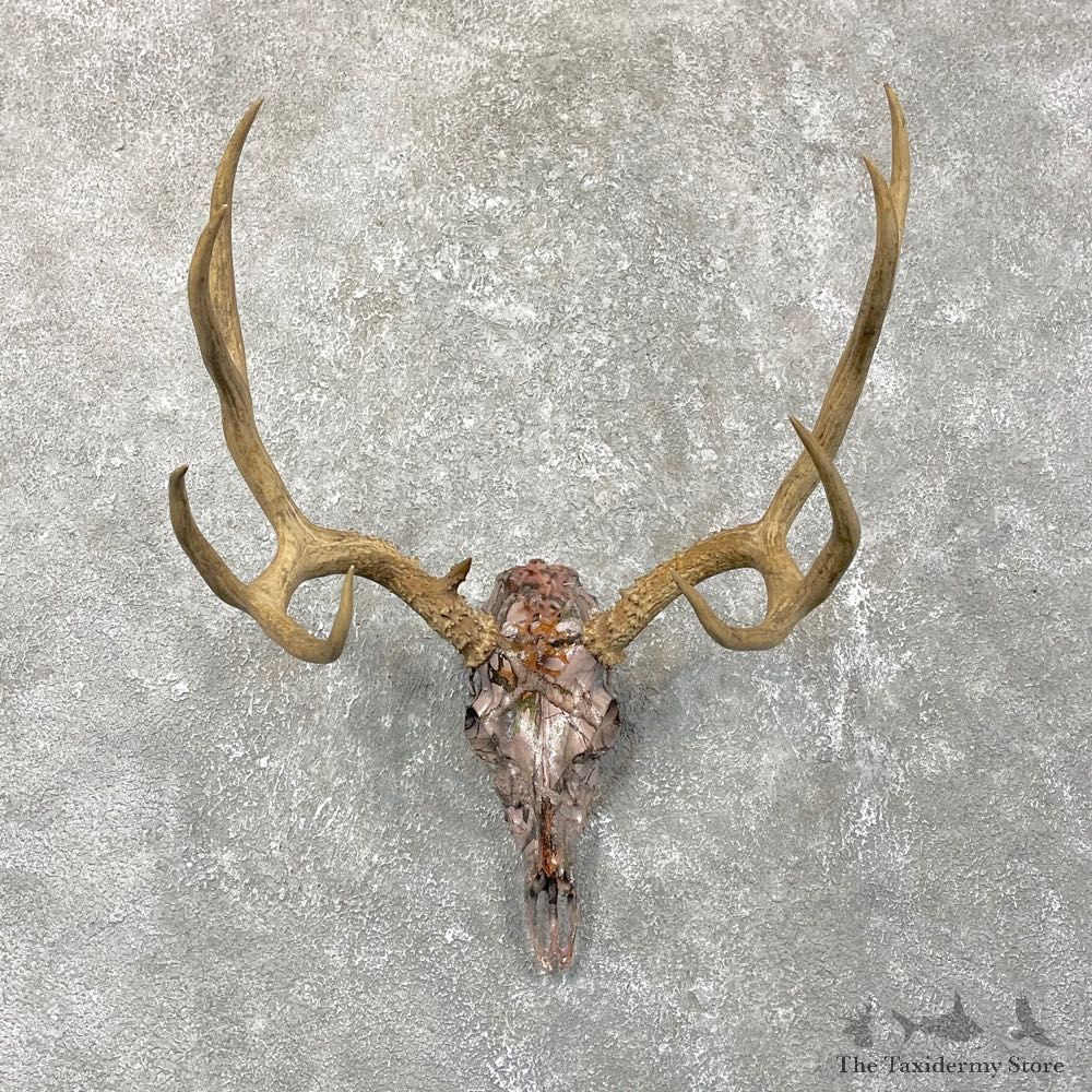 Mule Deer Skull European Mount For Sale #24511 @ The Taxidermy Store