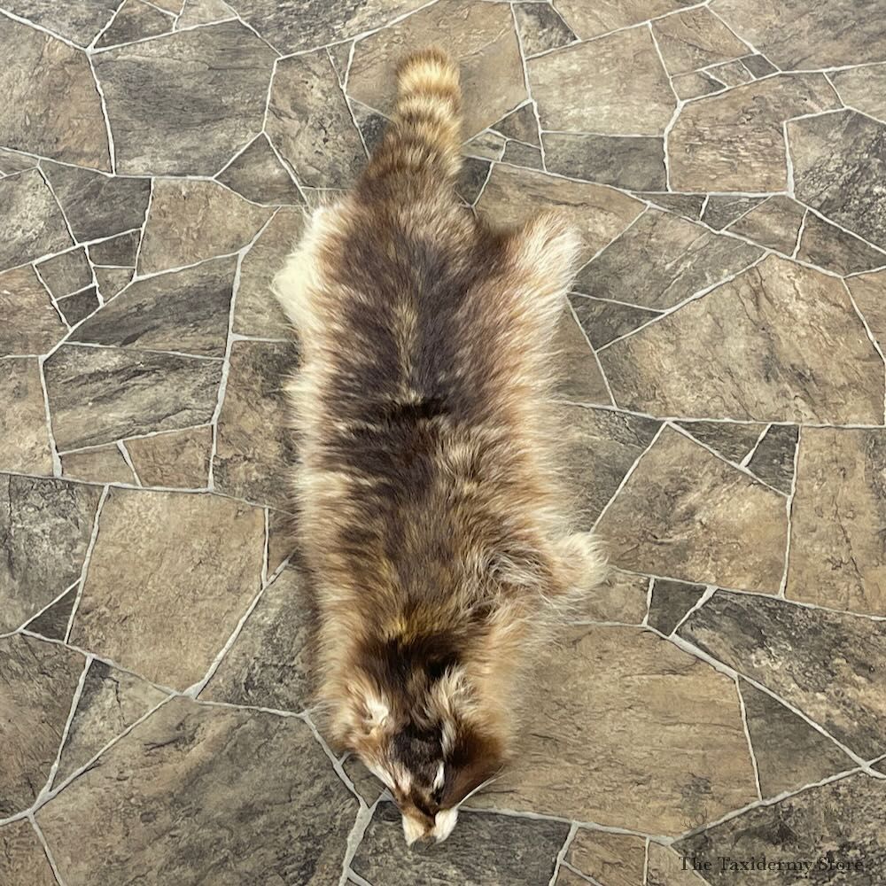 Raccoon Tanned Hide For Sale #27893 @ The Taxidermy Store