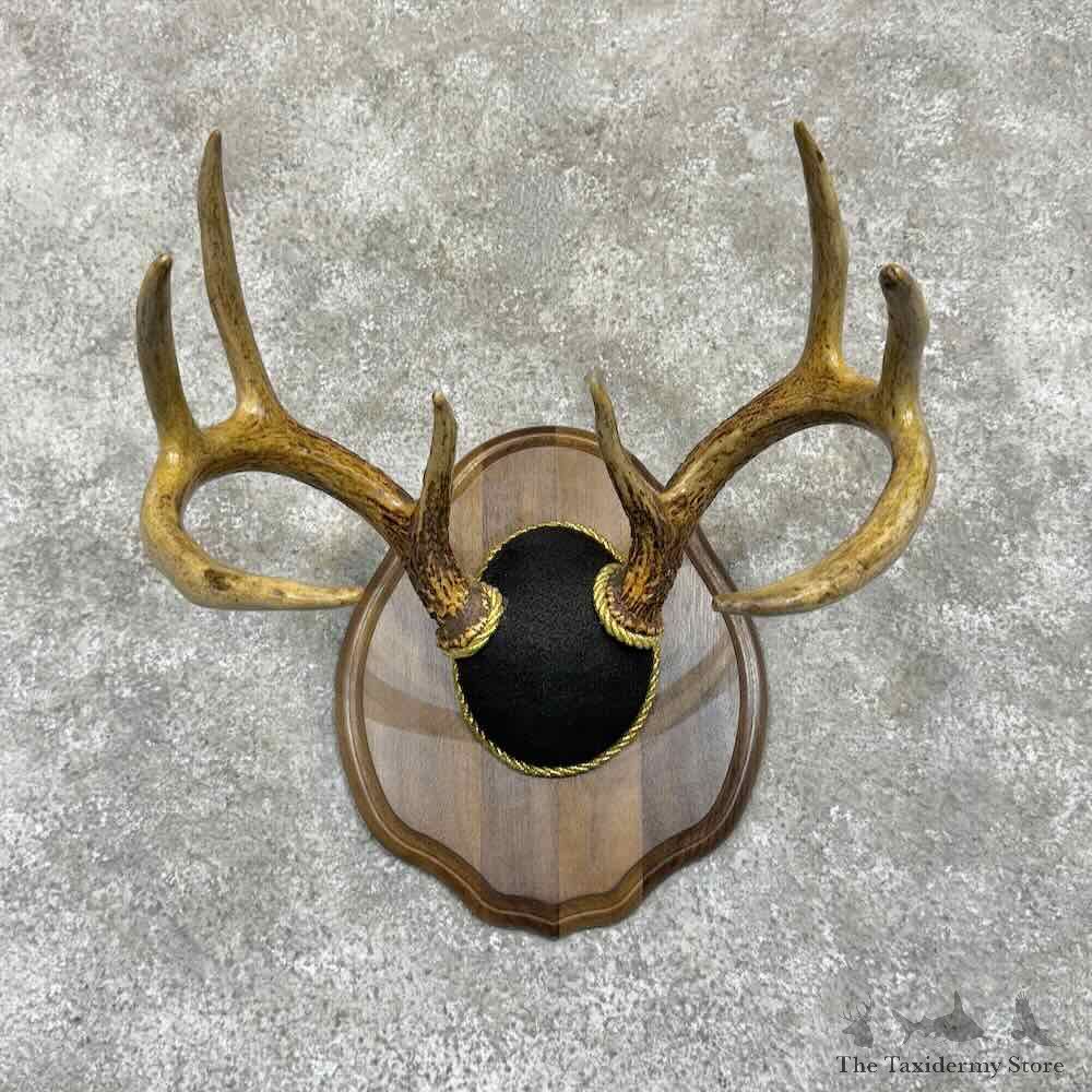 Whitetail Deer Antler Plaque Mount For Sale #31373 @ The Taxidermy Store