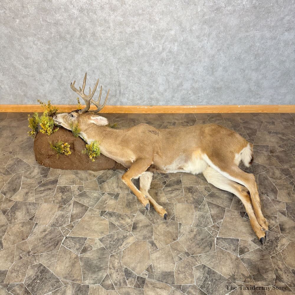 Dead Mount Deer Life-Size Mount For Sale #28910 @ The Taxidermy Store
