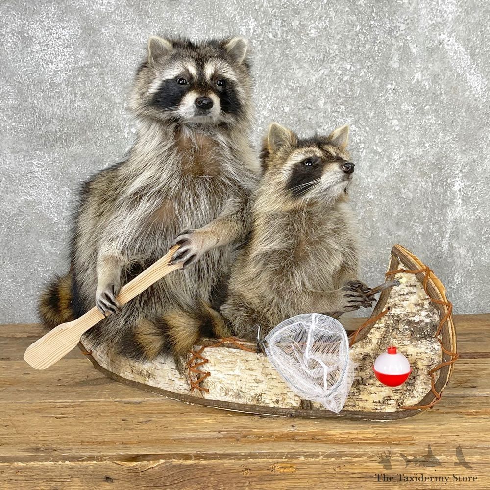 Canoeing Pals Novelty Mount For Sale #24086 @ The Taxidermy Store