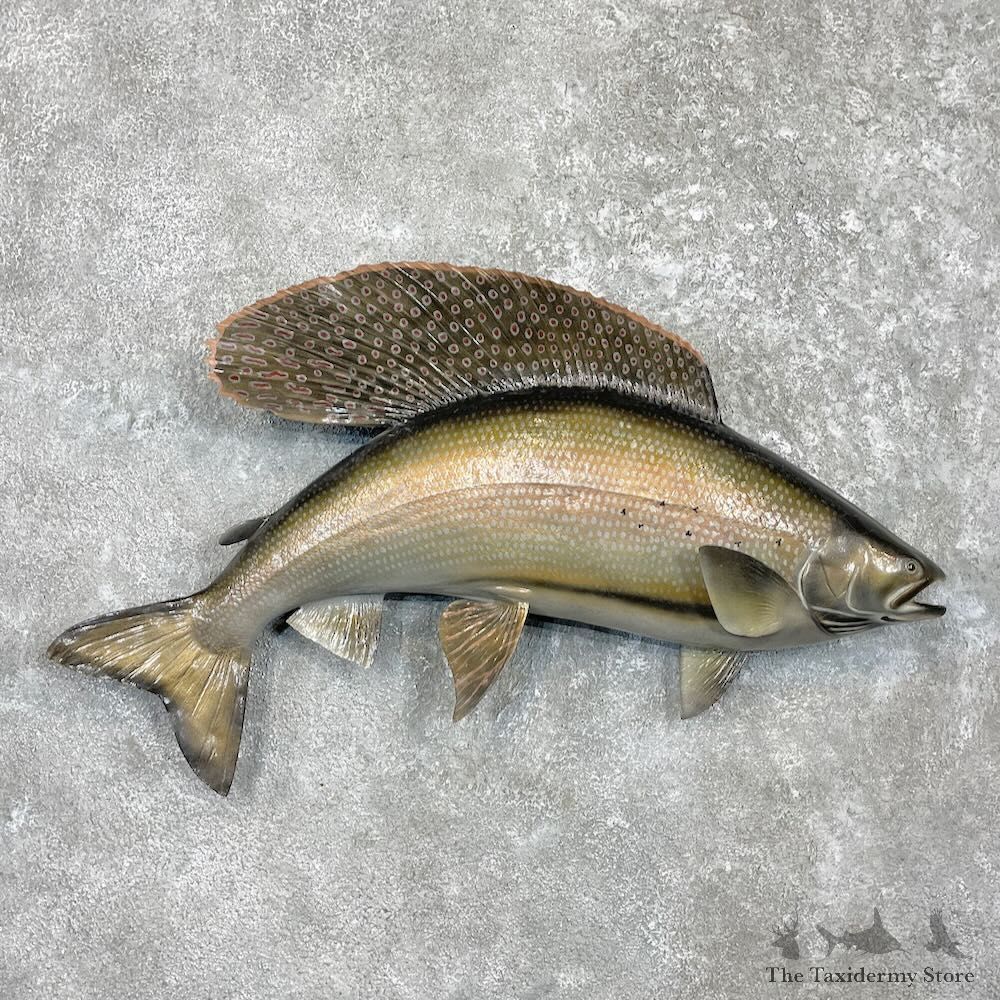 Arctic Grayling Fish Mount For Sale #27452 @ The Taxidermy Store