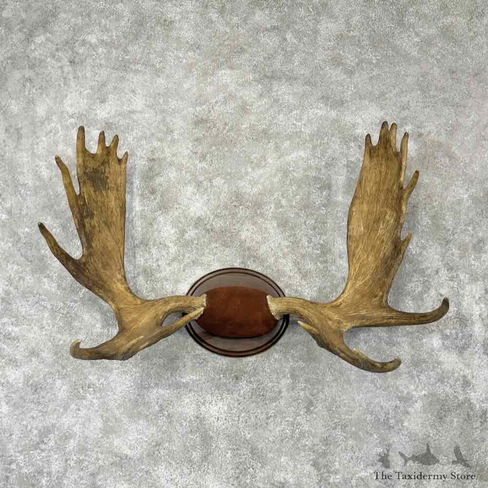 Maine Moose Antler Plaque For Sale #30428 @ The Taxidermy Store