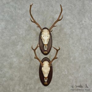 Red Deer Skull European Mount For Sale #16964 @ The Taxidermy Store
