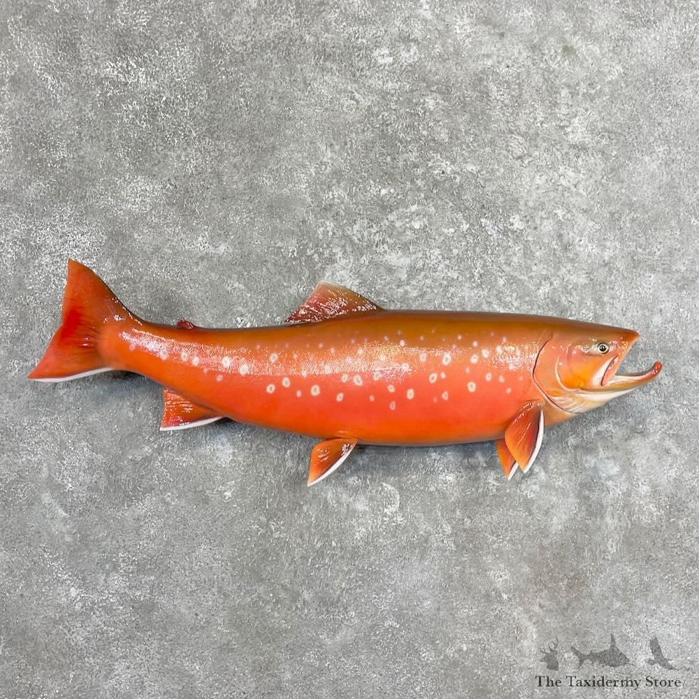 Arctic Char Fish Mount For Sale #27684 @ The Taxidermy Store