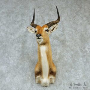 Southern Lechwe Shoulder Taxidermy Mount #13224 For Sale @ The Taxidermy Store