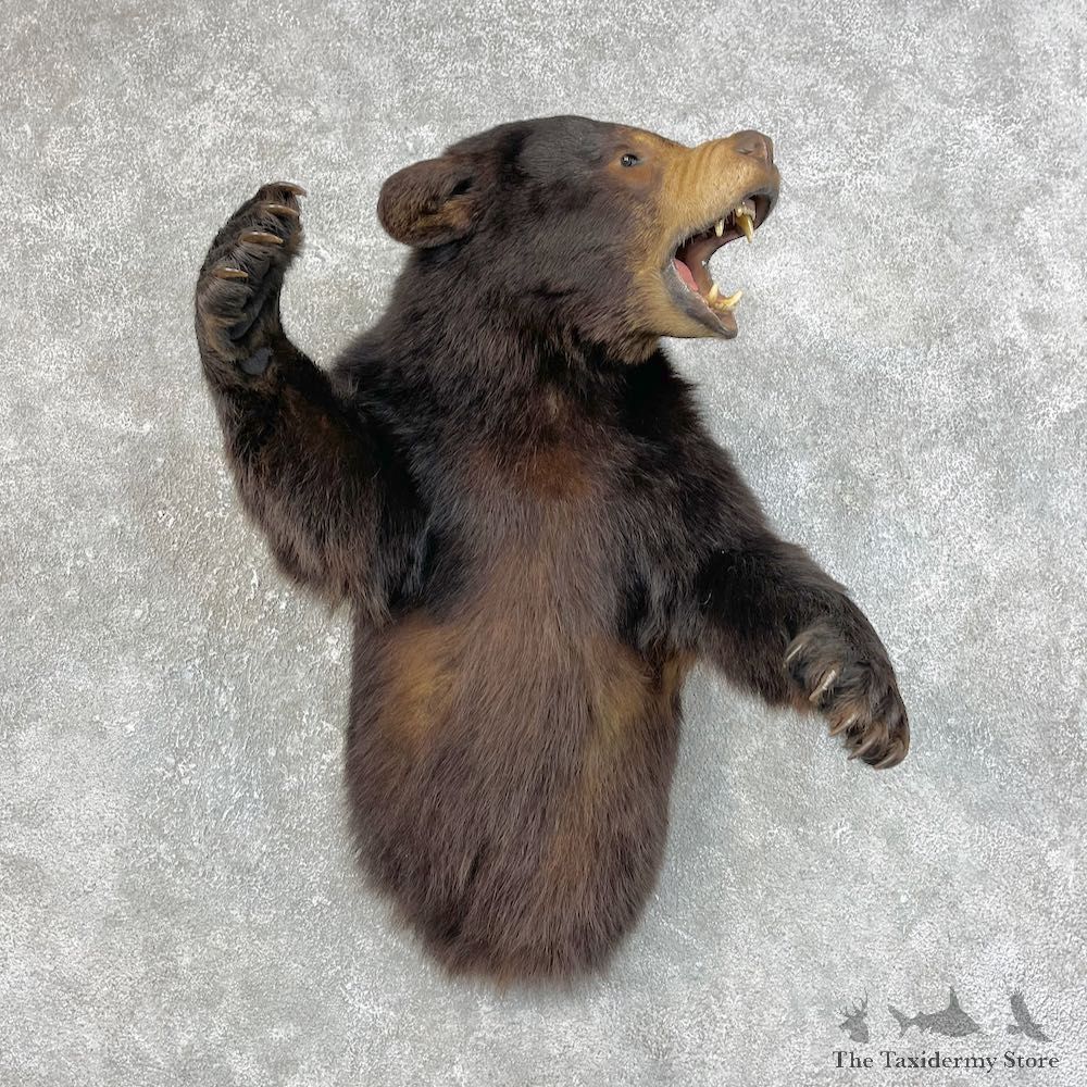 Black Bear 1/2-Life-Size Mount For Sale #25824 @ The Taxidermy Store
