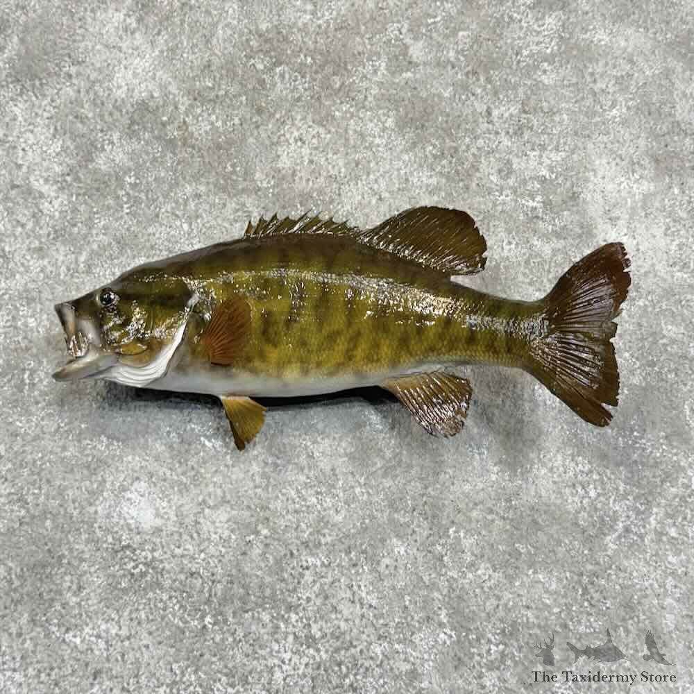 Smallmouth Bass Fish Mount For Sale #31062 @ The Taxidermy Store