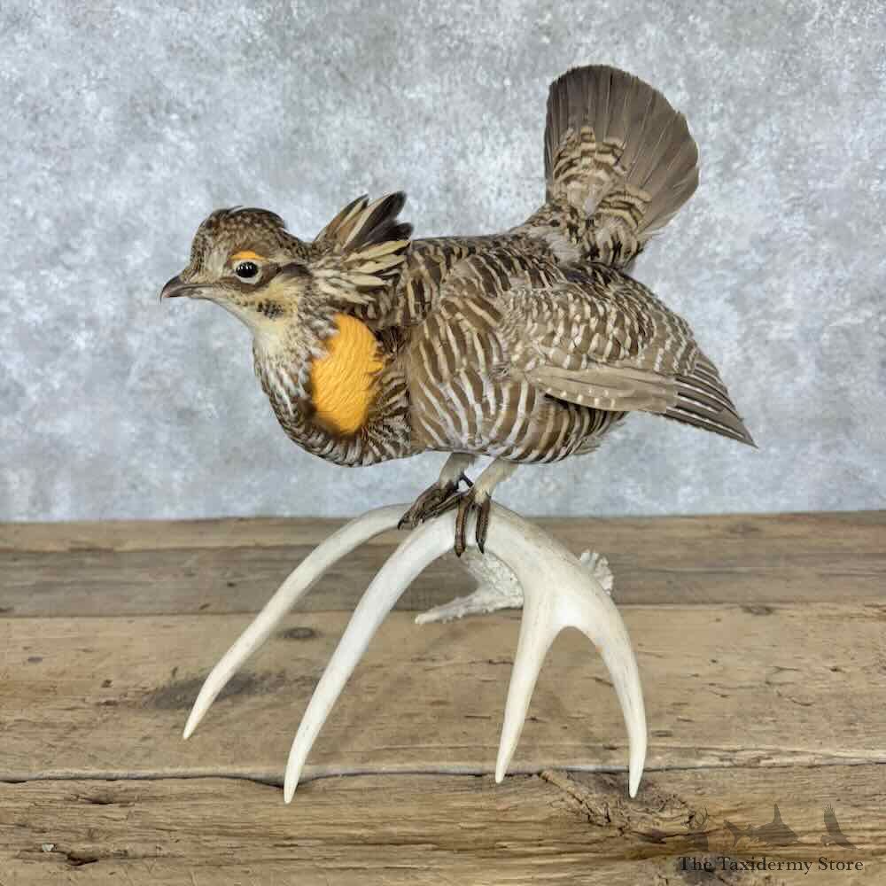 Greater Prairie Chicken Bird Mount For Sale #30820 @ The Taxidermy Store