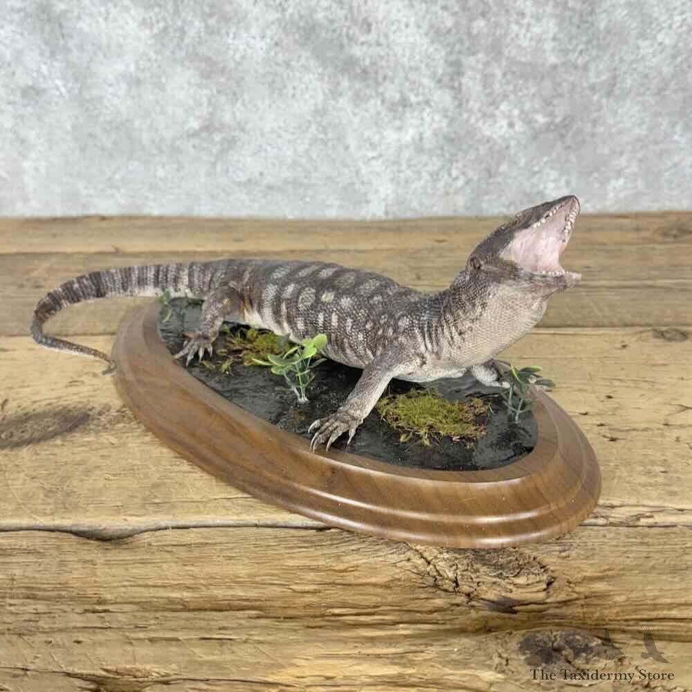 Savannah Monitor Lizard Mount For Sale #30842 @ The Taxidermy Store