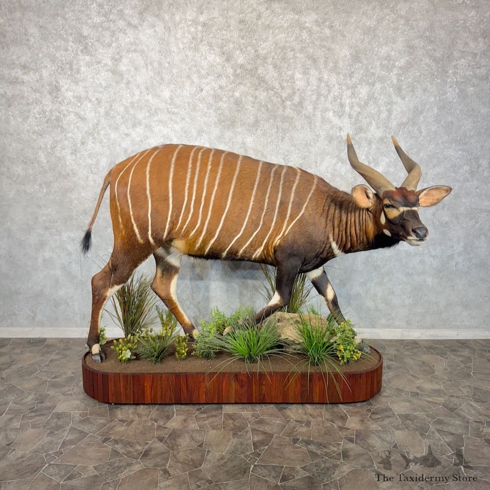 Bongo Antelope Life-Size Mount For Sale #30232 @ The Taxidermy Store