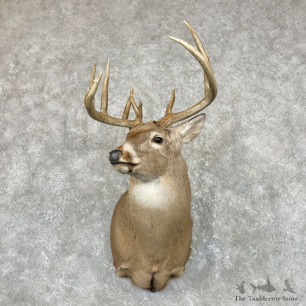 Whitetail Deer Shoulder Mount For Sale #26948 @ The Taxidermy Store