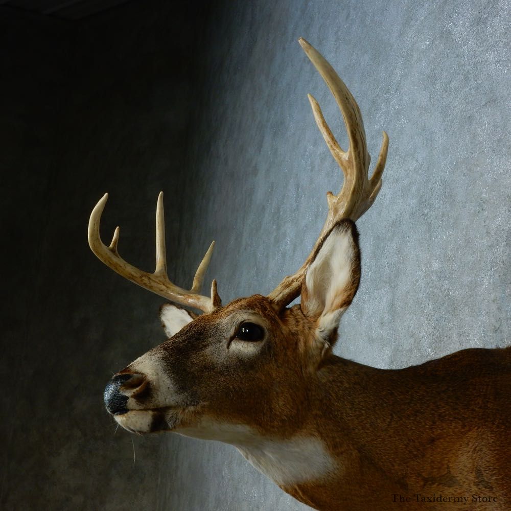 Whitetail Deer Shoulder Mount For Sale #15469 @ The Taxidermy Store