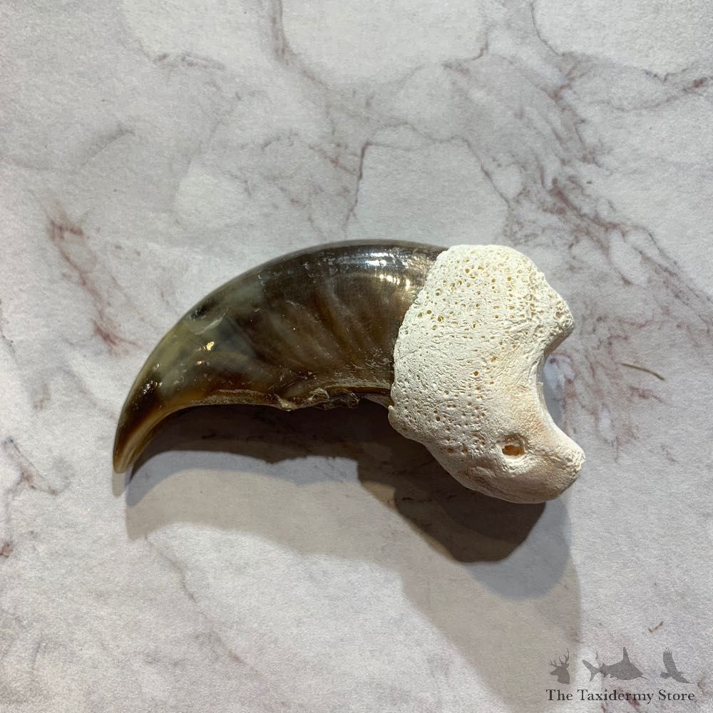 Polar Bear Claw Taxidermy For Sale #20641 - The Taxidermy Store