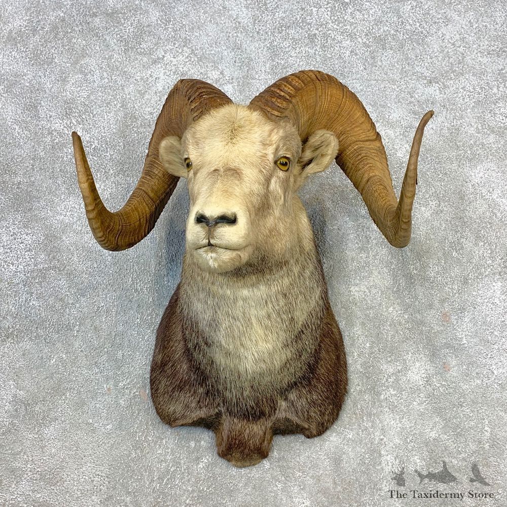 Stone Sheep Shoulder Mount For Sale #21644 @ The Taxidermy Store