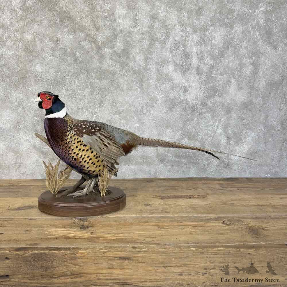 Ringneck Pheasant Bird Mount For Sale #31389 @ The Taxidermy Store