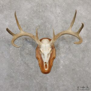 Whitetail Deer Skull European Mount For Sale #20035 @ The Taxidermy Store