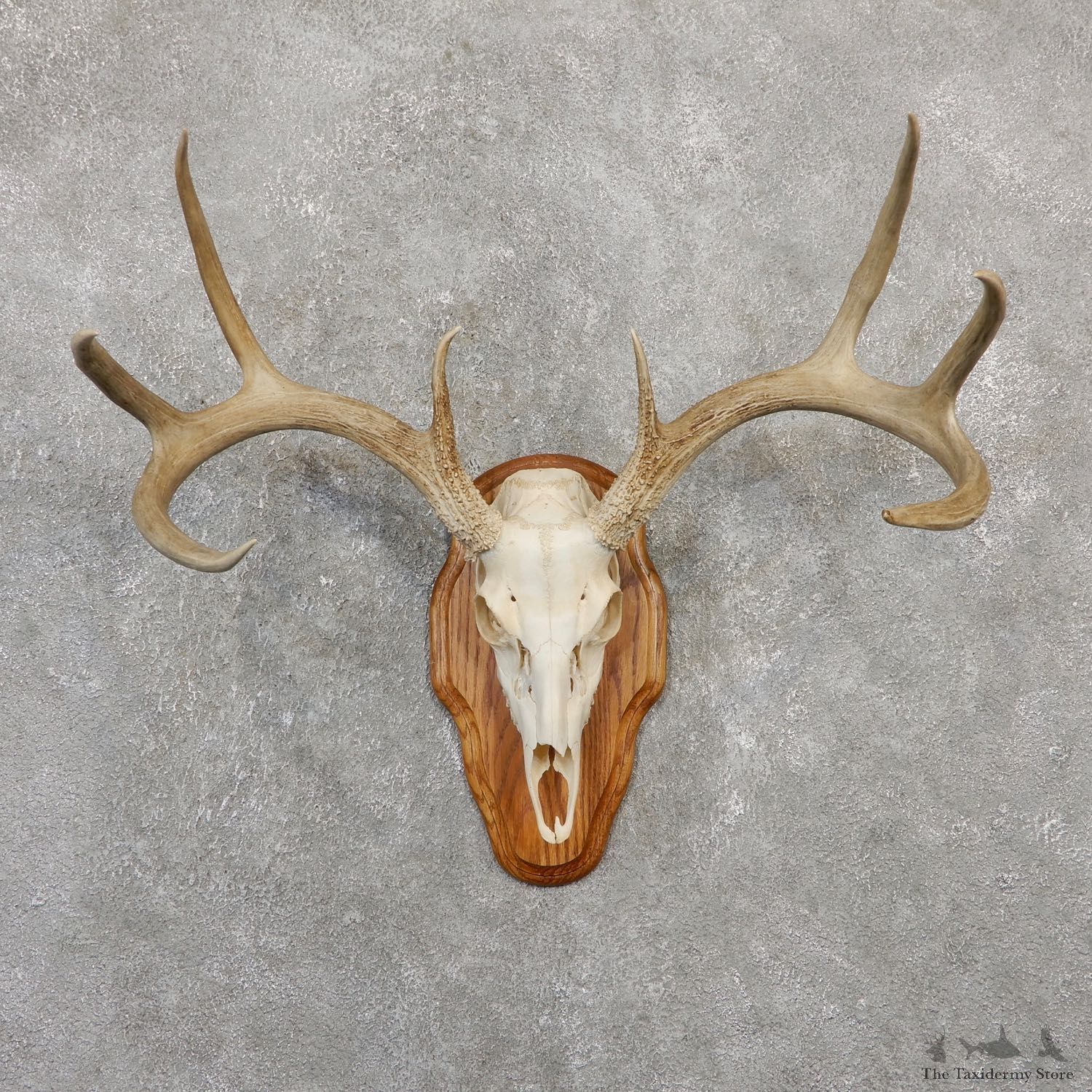 Whitetail Deer Skull European Mount For Sale #20035 @ The Taxidermy Store