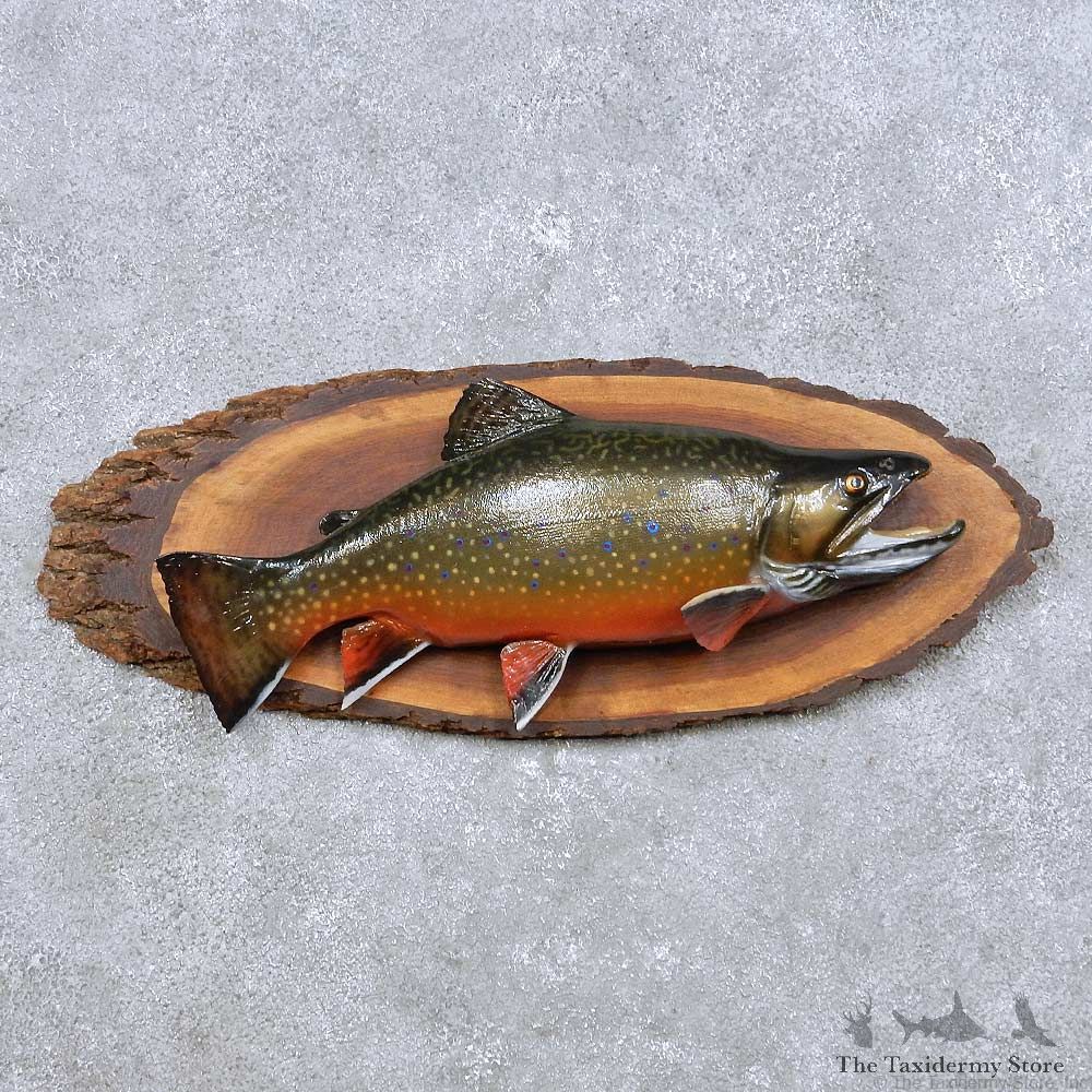 Brook Trout Freshwater Fish Mount For Sale #14094 @ The Taxidermy Store