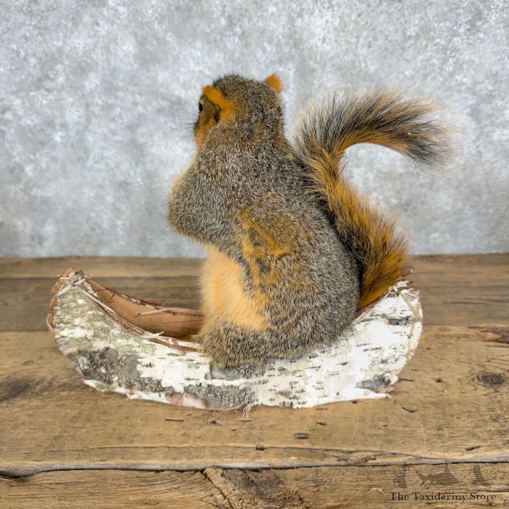 Canoe Fox Squirrel Novelty Mount For Sale #29499 @ The Taxidermy Store