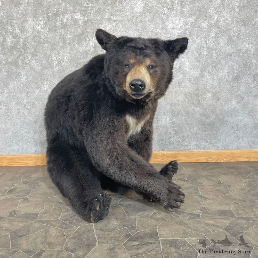 Black Bear Mount For Sale #27732 @ The Taxidermy Store