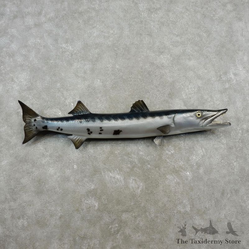 Barracuda Taxidermy Fish Mount For Sale - 17342 - The Taxidermy Store