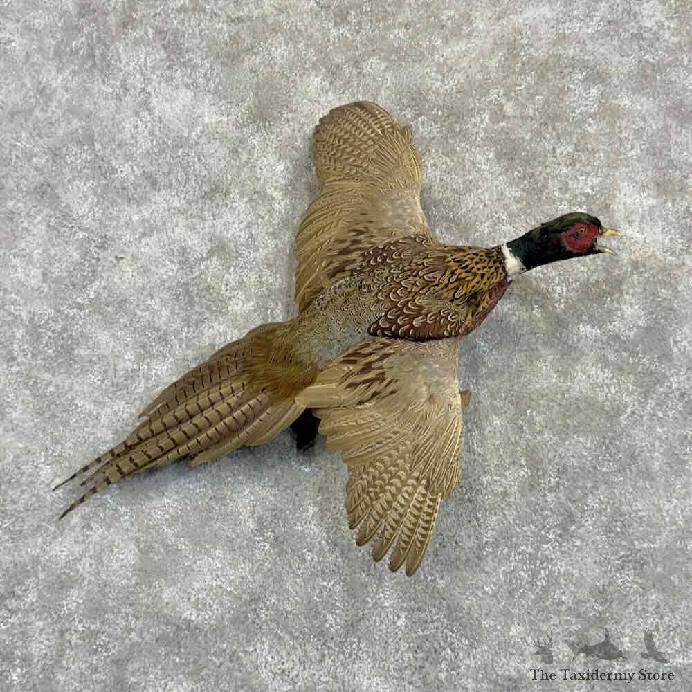 Ringneck Pheasant Bird Mount For Sale #31070 @ The Taxidermy Store