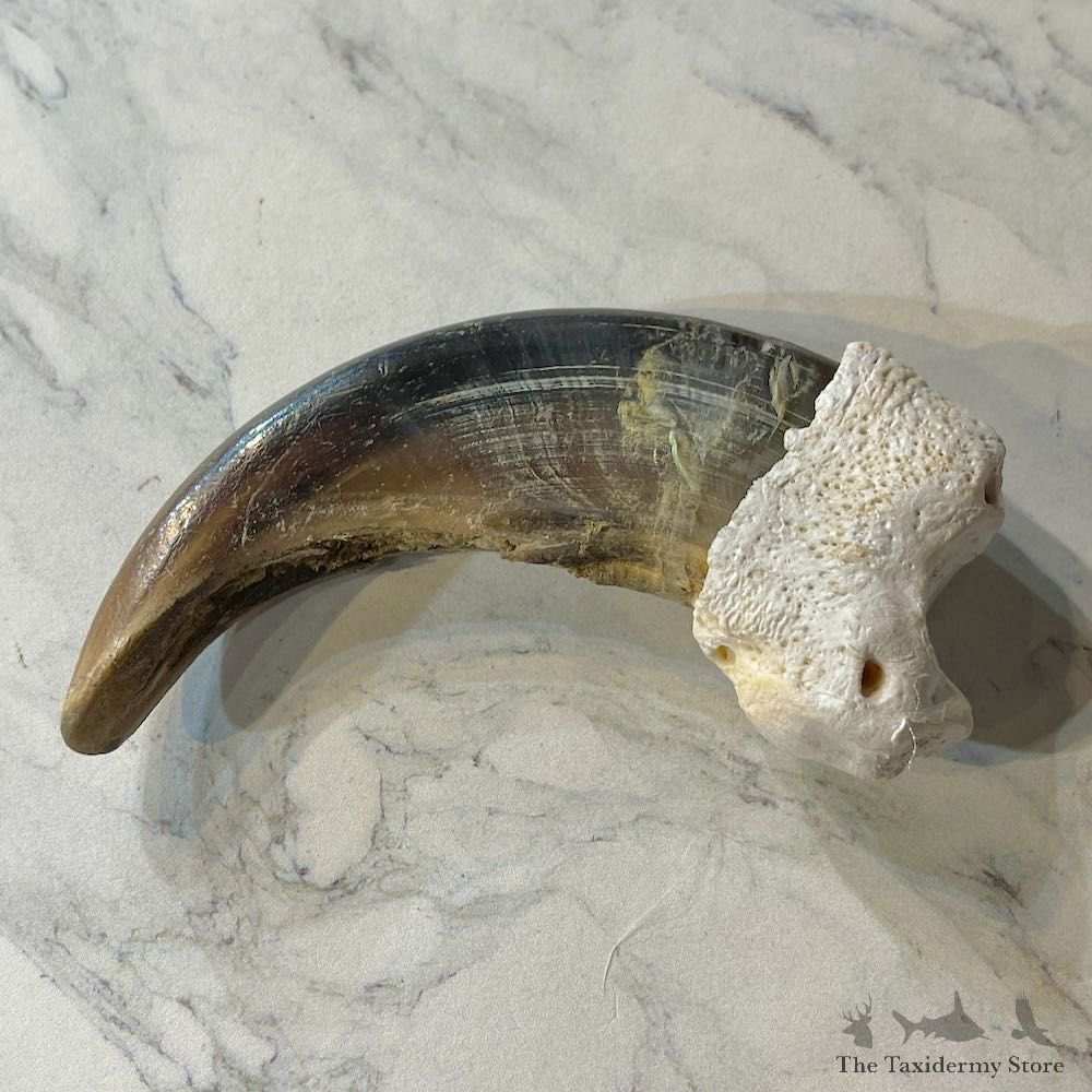Grizzly Bear Claw For Sale #26022 @ The Taxidermy Store