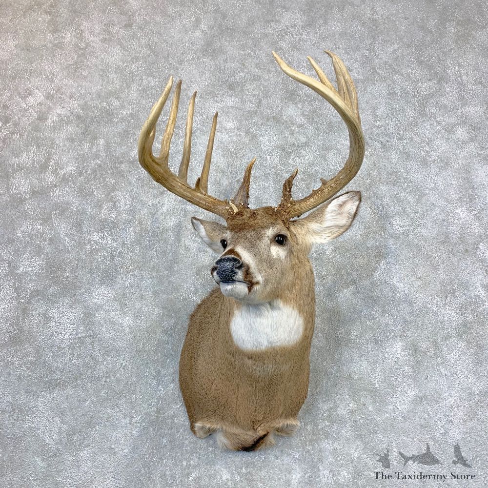 Whitetail Deer Shoulder Mount For Sale #23382 @ The Taxidermy Store